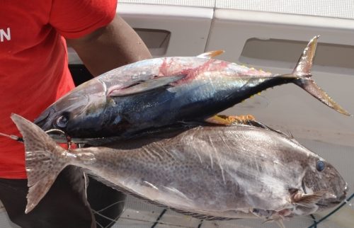 thon en catalina ayant ressorti une licorne du ventre d'un marlin - Rod Fishing Club - Ile Rodrigues - Maurice - Océan Indien