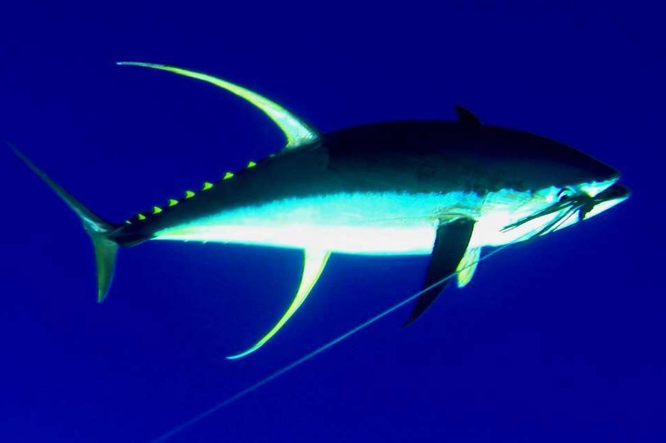 thon jaune de 62kg au bas de ligne - Rod Fishing Club - Ile Rodrigues - Maurice - Océan Indien