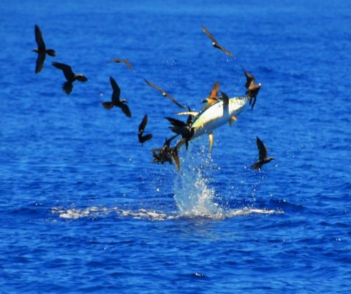 thon jaune sauteur - Rod Fishing Club - Ile Rodrigues - Maurice - Océan Indien