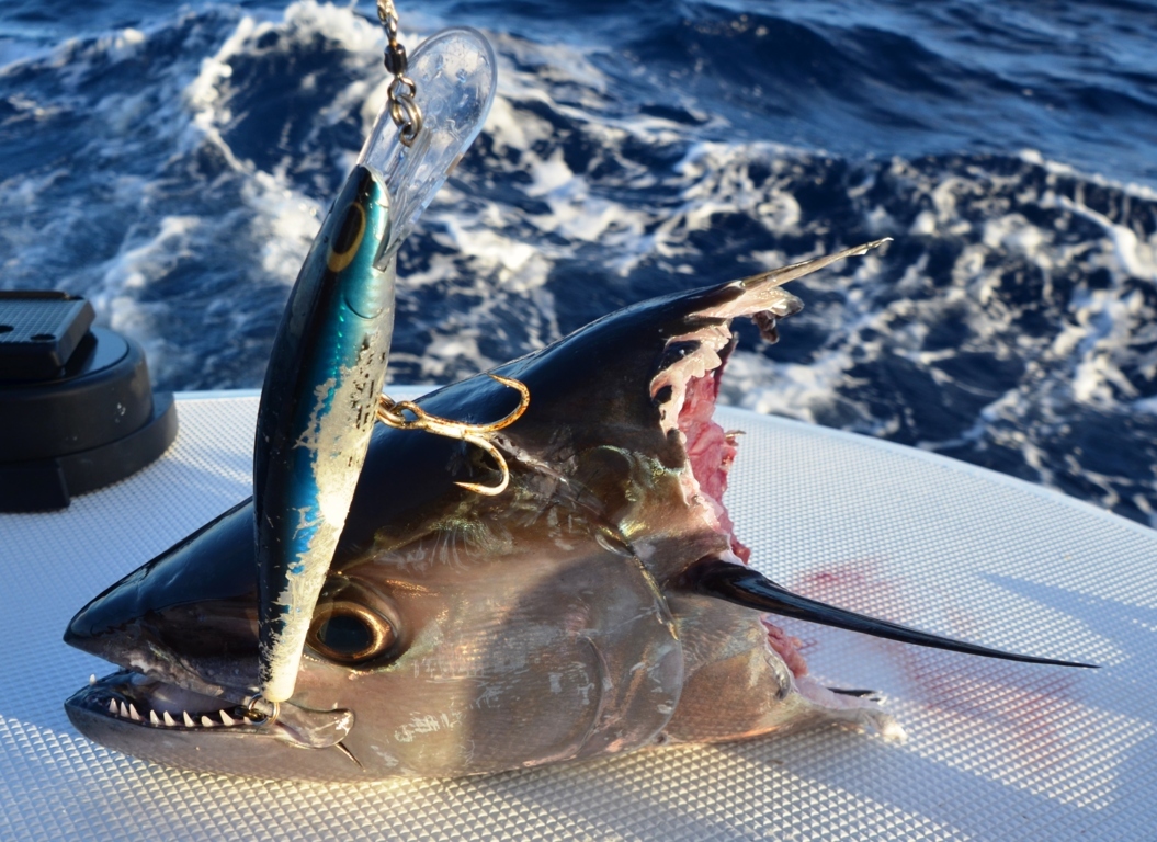 tête de thon à dents de chien pris au rapala apres les requins - Rod Fishing Club - Ile Rodrigues - Maurice - Océan Indien