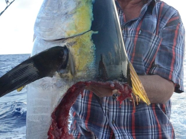 tête de thon jaune 16 kg après le repas d' un requin - Rod Fishing Club - Ile Rodrigues - Maurice - Océan Indien