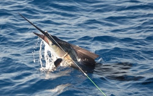 voilier - Rod Fishing Club - Ile Rodrigues - Maurice - Océan Indien