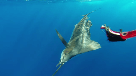 voilier au bas de ligne - Rod Fishing Club - Ile Rodrigues - Maurice - Océan Indien