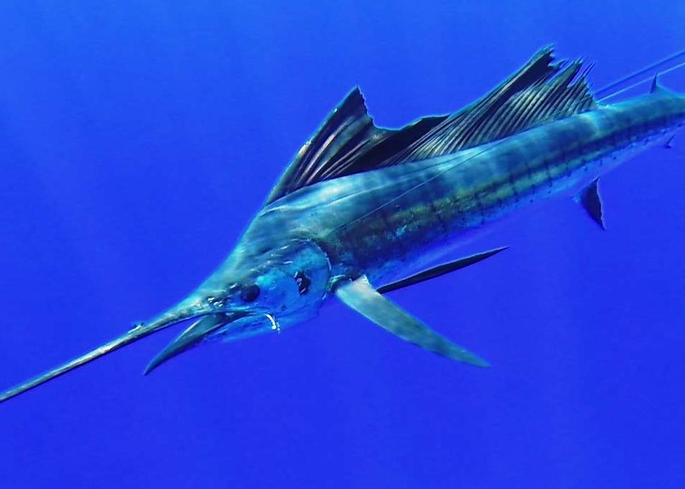 voilier de 35kg relâché - Rod Fishing Club - Ile Rodrigues - Maurice - Océan Indien