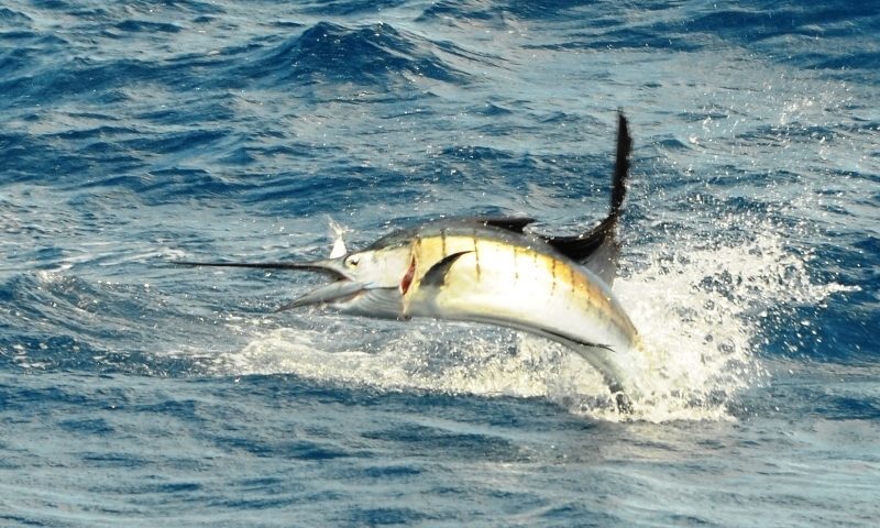 voilier en plein saut - Rod Fishing Club - Ile Rodrigues - Maurice - Océan Indien