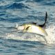 voilier en plein saut - Rod Fishing Club - Ile Rodrigues - Maurice - Océan Indien