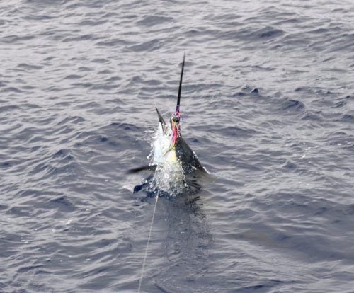 voilier pris sur un leurre BigT - Rod Fishing Club - Ile Rodrigues - Maurice - Océan Indien