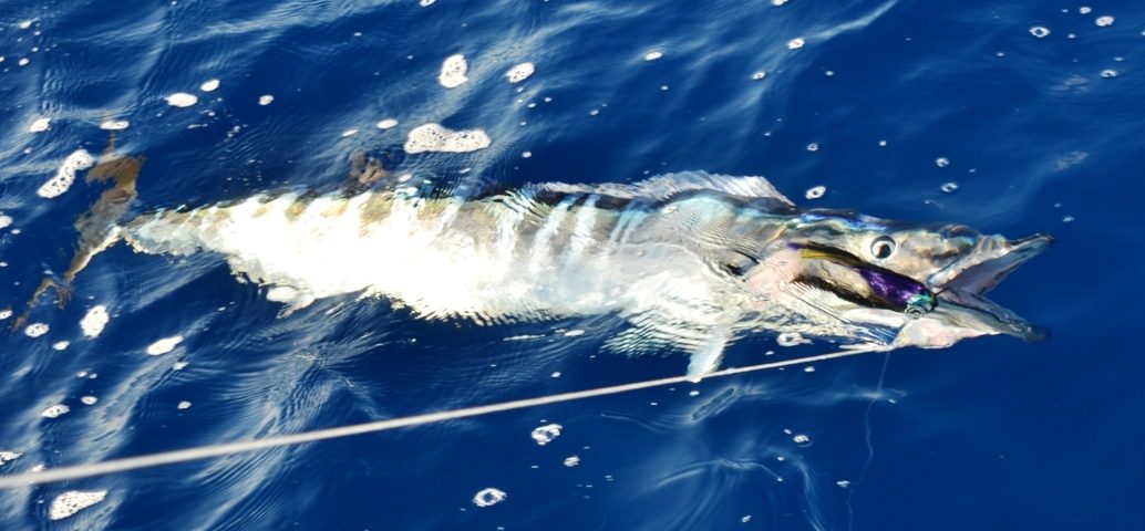 wahoo de 16kg au bateau - Rod Fishing Club - Ile Rodrigues - Maurice - Océan Indien