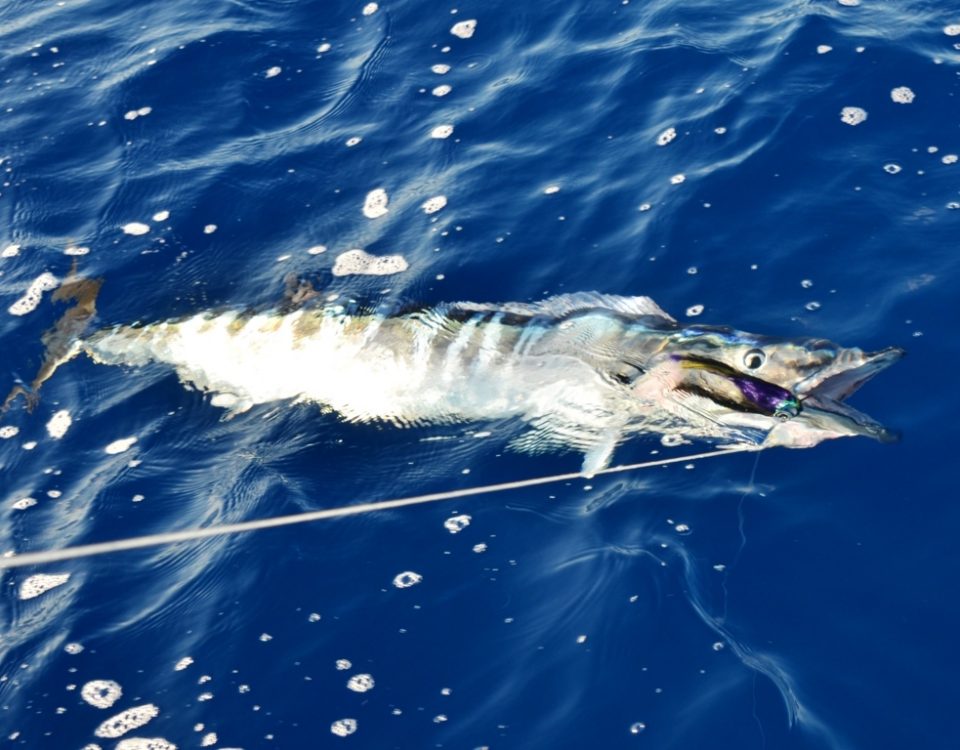 wahoo de 16kg au bateau - Rod Fishing Club - Ile Rodrigues - Maurice - Océan Indien