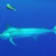 120kg black marlin - Rod Fishing Club - Rodrigues Island - Mauritius - Indian Ocean