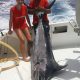 120kg blue marlin caught by Sophie on trolling - Rod Fishing Club - Rodrigues Island - Mauritius - Indian Ocean