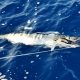 16kg wahoo on lining - Rod Fishing Club - Rodrigues Island - Mauritius - Indian Ocean