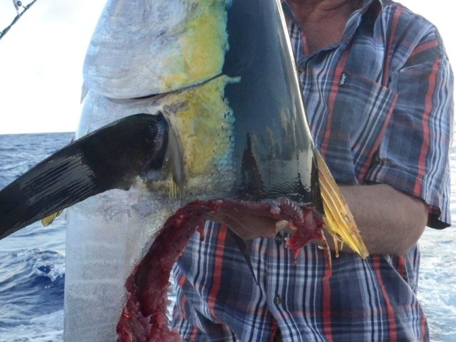 16kg yellowfin tuna head after shark - Rod Fishing Club - Rodrigues Island - Mauritius - Indian Ocean