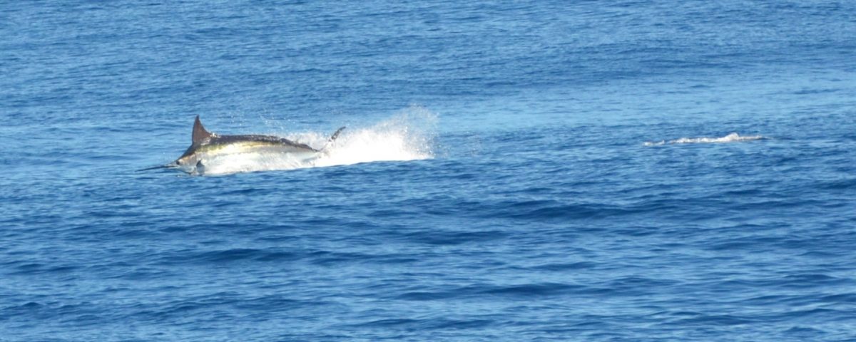 230kg blue marlin jumping - Rod Fishing Club - Rodrigues Island - Mauritius - Indian Ocean