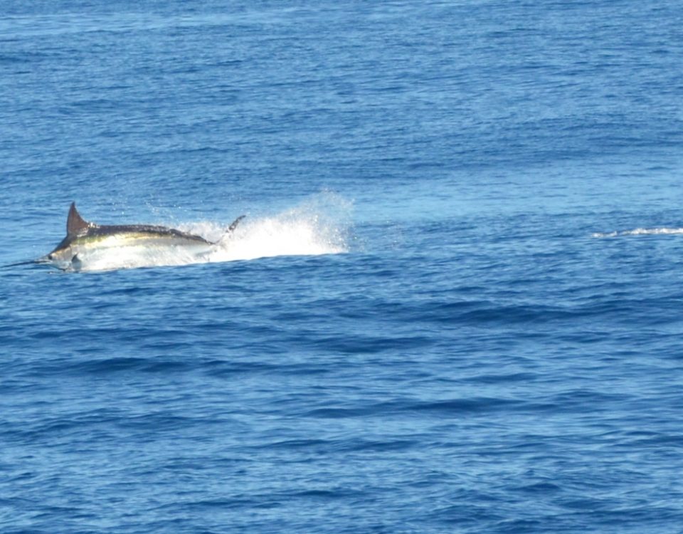 230kg blue marlin jumping - Rod Fishing Club - Rodrigues Island - Mauritius - Indian Ocean