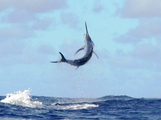 250kg black marlin in the sky - Rod Fishing Club - Rodrigues Island - Mauritius - Indian Ocean