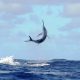 250kg black marlin in the sky - Rod Fishing Club - Rodrigues Island - Mauritius - Indian Ocean