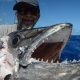 50kg head of doggy eaten by sharks for Pascal - Rod Fishing Club - Rodrigues Island - Mauritius - Indian Ocean