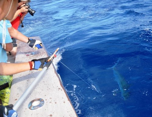 60kg blue marlin released - Rod Fishing Club - Rodrigues Island - Mauritius - Indian Ocean