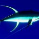62kg yellowfin on leader - Rod Fishing Club - Rodrigues Island - Mauritius - Indian Ocean