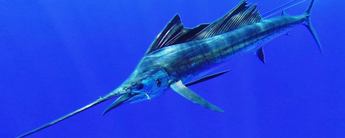 70lbs Sailfish released - Rod Fishing Club - Rodrigues Island - Mauritius - Indian Ocean