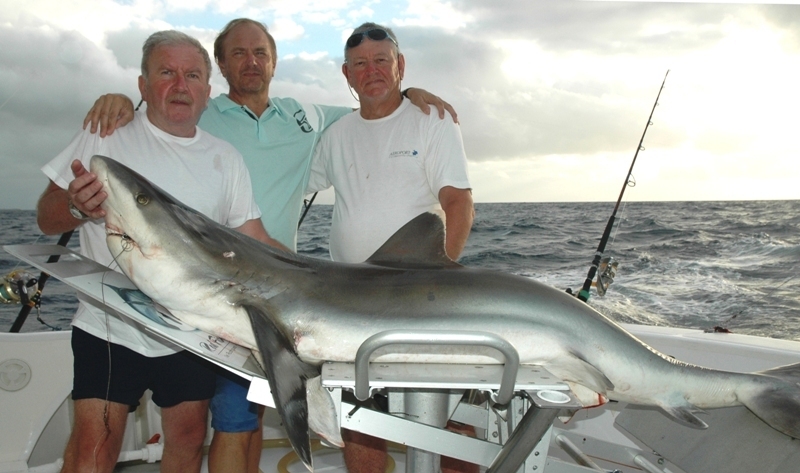 shark fishing Archives - Rod Fishing club