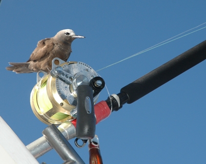 Bird and reel - Rod Fishing Club - Rodrigues Island - Mauritius - Indian Ocean