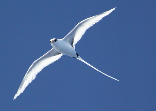 Bird in Rodrigues - Rod Fishing Club - Rodrigues Island - Mauritius - Indian Ocean