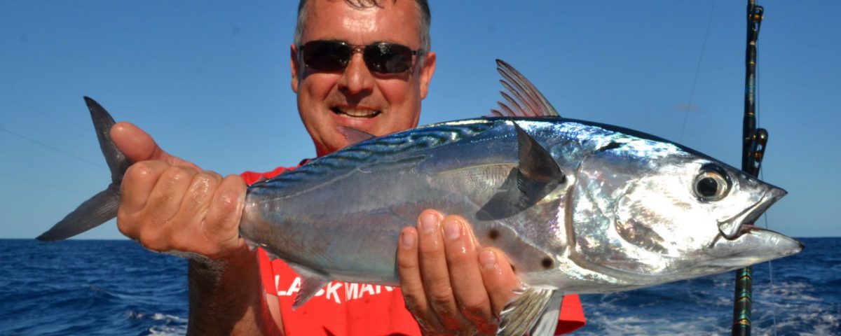 Black jack or Euthynnus affinis - Rod Fishing Club - Rodrigues Island - Mauritius - Indian Ocean