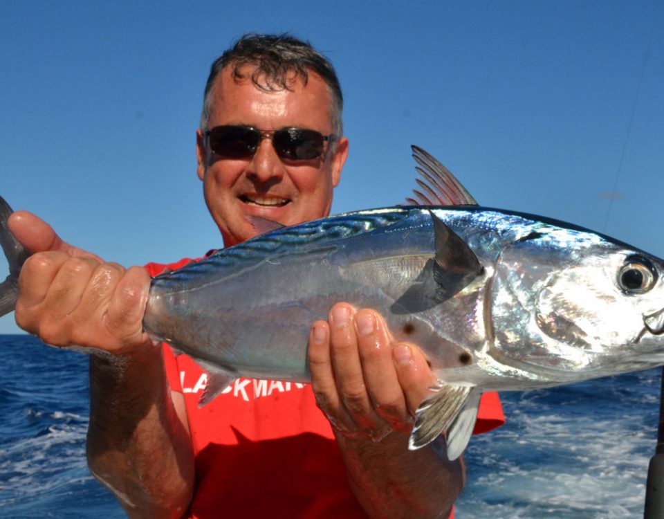 Black jack or Euthynnus affinis - Rod Fishing Club - Rodrigues Island - Mauritius - Indian Ocean