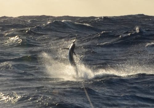 Black marlin jumping - Rod Fishing Club - Rodrigues Island - Mauritius - Indian Ocean