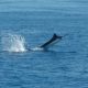 Black marlin jumping - Rod Fishing Club - Rodrigues Island - Mauritius - Indian Ocean