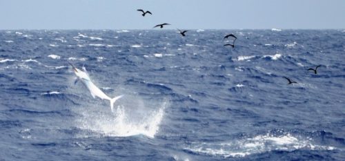 Black marlin jumping by rough weather - Rod Fishing Club - Rodrigues Island - Mauritius - Indian Ocean