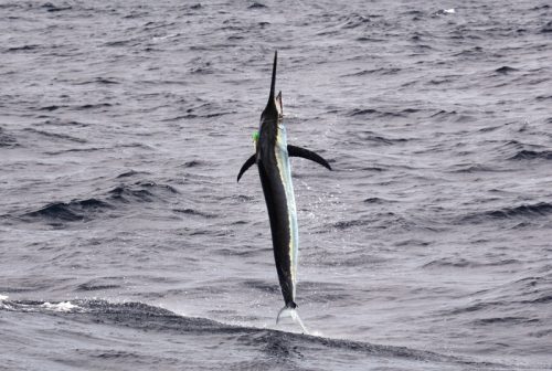 Black marlin jumping on trolling - Rod Fishing Club - Rodrigues Island - Mauritius - Indian Ocean