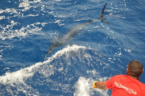 Black marlin on leader - Rod Fishing Club - Rodrigues Island - Mauritius - Indian Ocean