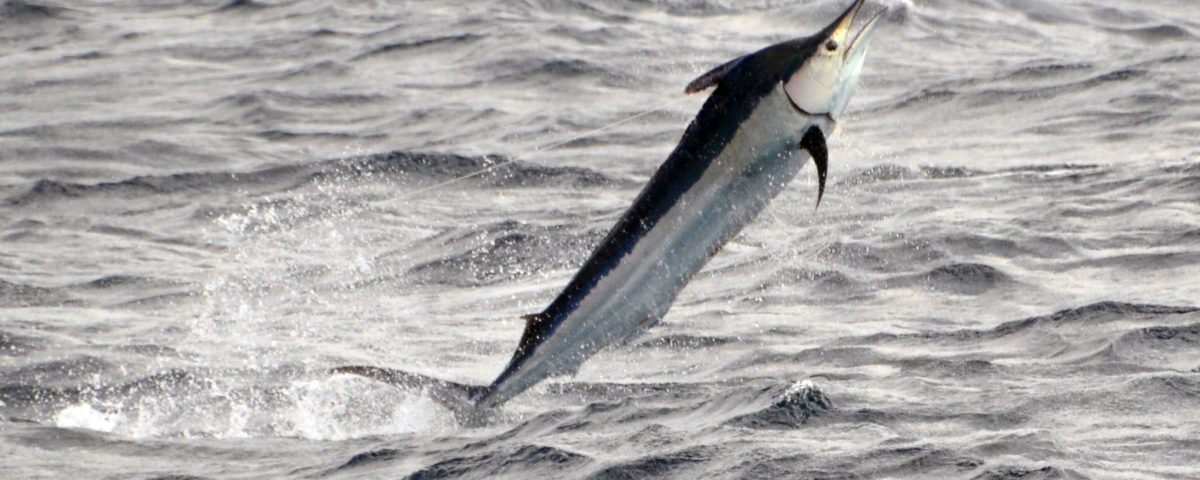 Black marlin or Istiompax indica - Rod Fishing Club - Rodrigues Island - Mauritius - Indian Ocean