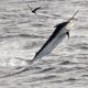 Black marlin or Istiompax indica - Rod Fishing Club - Rodrigues Island - Mauritius - Indian Ocean