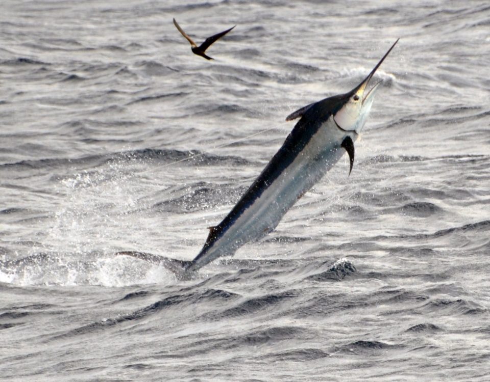 Black marlin or Istiompax indica - Rod Fishing Club - Rodrigues Island - Mauritius - Indian Ocean