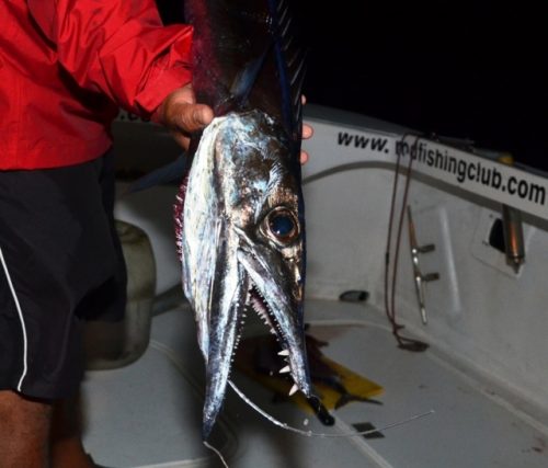 Black snoek on deep baiting - Rod Fishing Club - Rodrigues Island - Mauritius - Indian Ocean