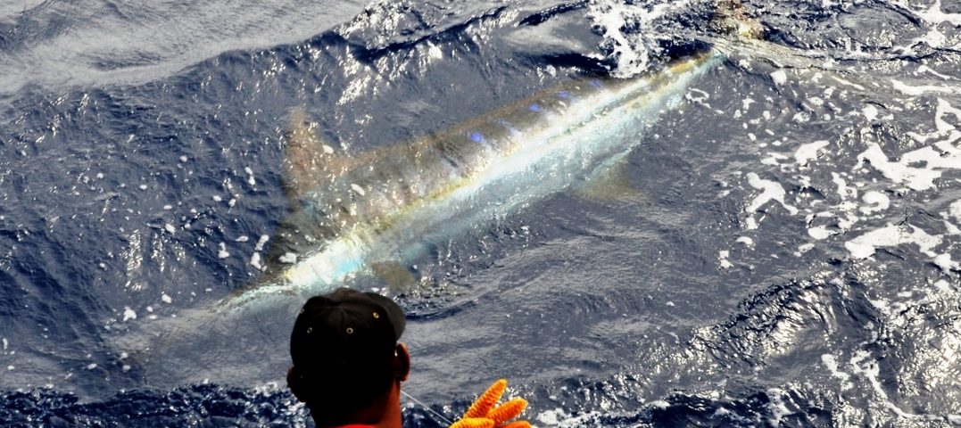 Blue marlin on leader - Rod Fishing Club - Rodrigues Island - Mauritius - Indian Ocean