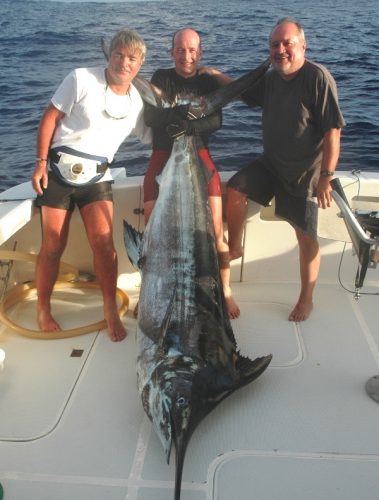 Blue marlin on trolling - Rod Fishing Club - Rodrigues Island - Mauritius - Indian Ocean