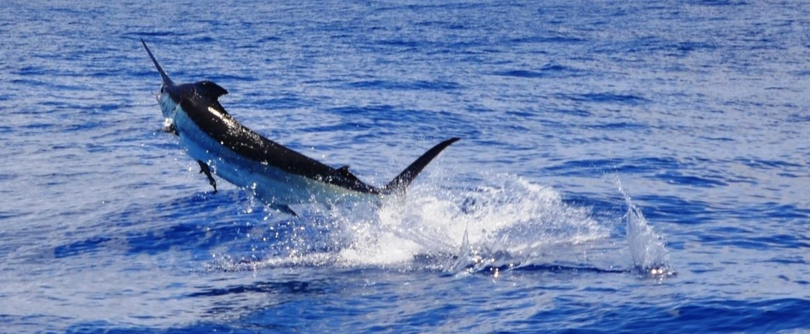 Blue marlin or Makaira nigricans - Rod Fishing Club - Rodrigues Island - Mauritius - Indian Ocean