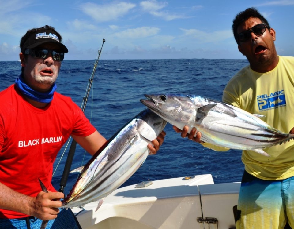 Bonite à ventre rayé ou Katsuwonus pelamis - Rod Fishing Club - Ile Rodrigues - Maurice - Océan Indien