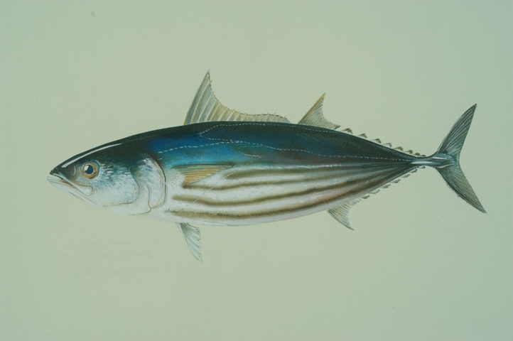 Bonite à ventre rayé ou Katsuwonus pelamis Rod Fishing Club - Ile Rodrigues - Maurice - Océan Indien