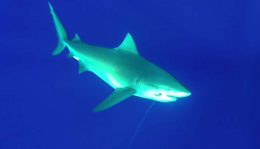 Bullshark - Rod Fishing Club - Rodrigues Island - Mauritius - Indian Ocean