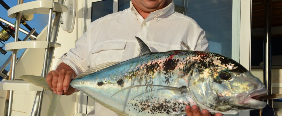 Carangue à taches fauves ou Carangoides fulvoguttatus - Rod Fishing Club - Ile Rodrigues - Maurice - Océan Indien