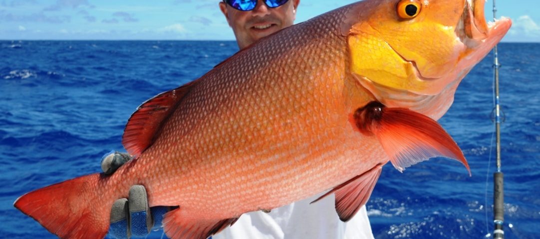 Carpe rouge ou Lutjanus bohar - Rod Fishing Club - Ile Rodrigues - Maurice - Océan Indien