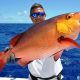 Carpe rouge ou Lutjanus bohar - Rod Fishing Club - Ile Rodrigues - Maurice - Océan Indien