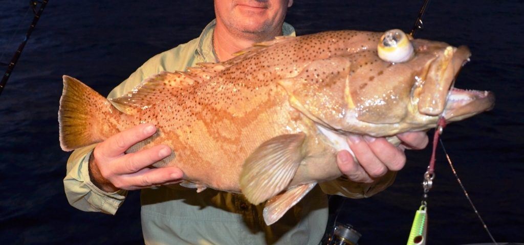 Comet Grouper or Epinephelus morrhua - Rod Fishing Club - Rodrigues Island - Mauritius - Indian Ocean