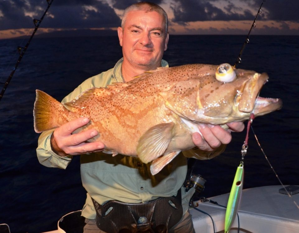 Comet Grouper or Epinephelus morrhua - Rod Fishing Club - Rodrigues Island - Mauritius - Indian Ocean